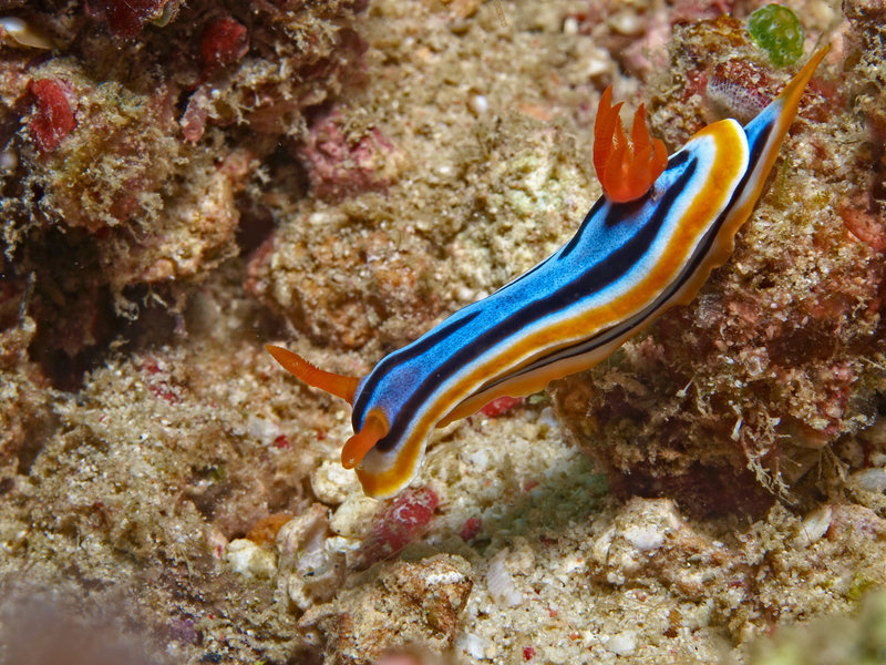 Nudibranch, Batangas Channel
